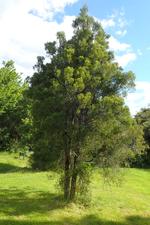 prumnopitys taxifolia