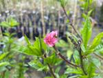 prunus persica april white