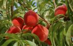 prunus persica scarlett ohara