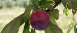 prunus salicina purple king