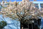 prunus serrulata shimidsu sakura