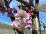 prunus serrulata shimidsu sakura