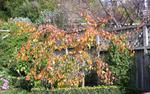 pyrus betulifolia autumn leaves