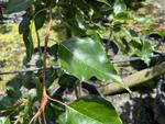 pyrus calleryana bradford