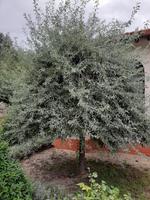 pyrus salicifolia pendula