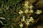 styphnolobium japonicum pendula