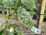 ulmus carpinifolia variegata