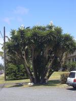 yucca gigantea