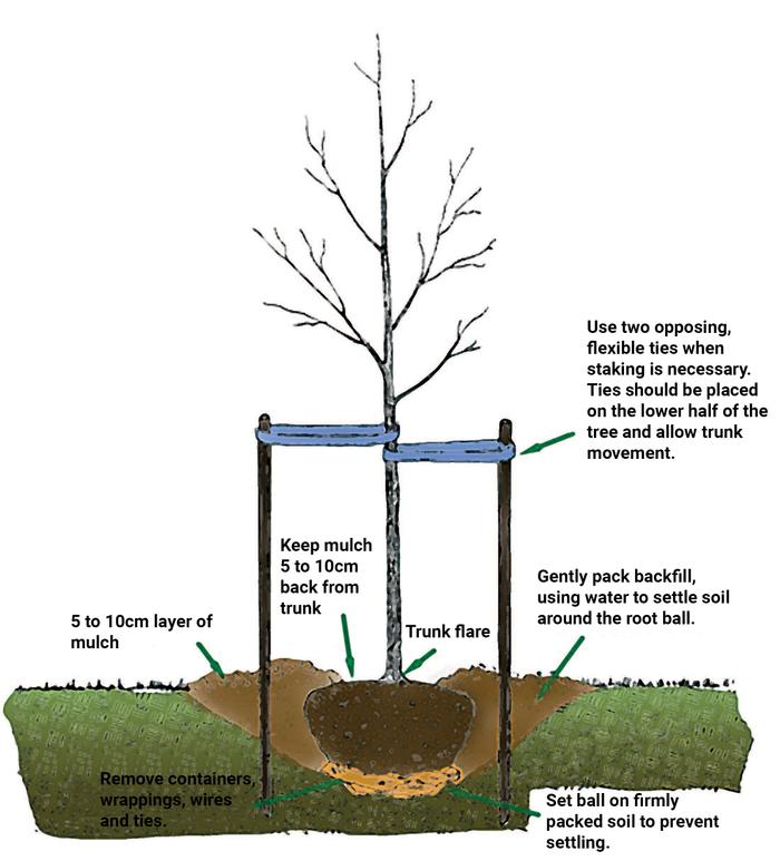 leafland tree planting guide